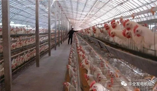 華全燃?xì)獍l(fā)電機(jī)組深受畜牧養(yǎng)殖業(yè)喜愛，竟是因?yàn)檫@！